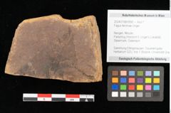 Foto (Objekt + Etikett) von Fagus feroniae Unger (NHMW-GEO-2024-0188-0990)
